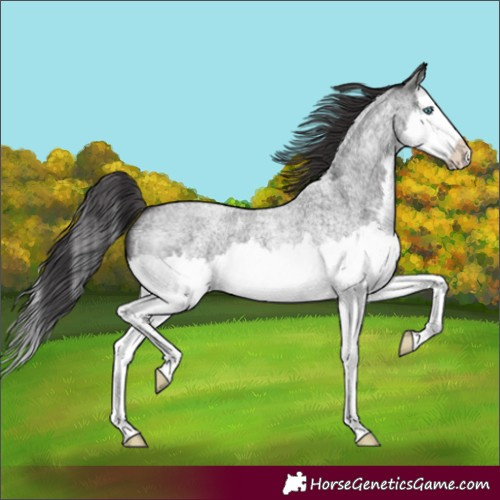 Horse Color:Smoky Blue Roan Splash 