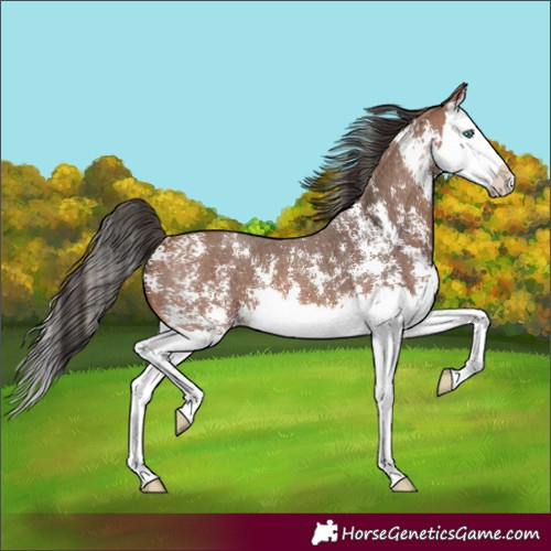 Horse Color:Bay Sabino Splash 