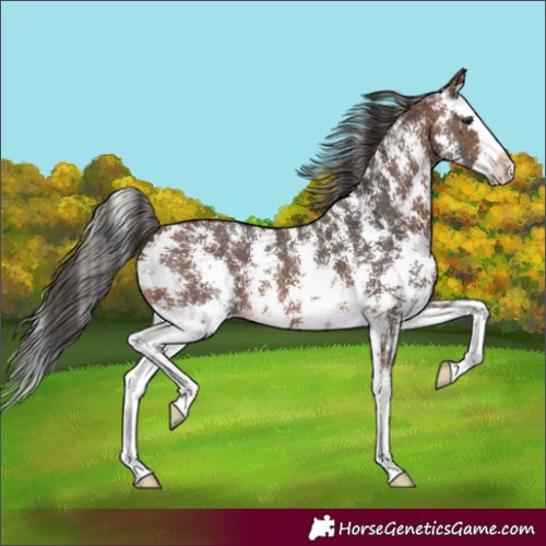 Horse Color:Brown Sabino Splash 