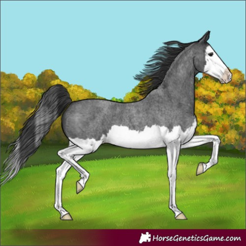 Horse Color:Blue Roan Splash 