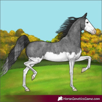 Horse Color:Blue Roan Splash 