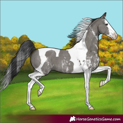 Horse Color:Grullo Sabino Splash Tobiano 