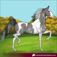 Horse Color:Grullo Sabino Splash Tobiano 