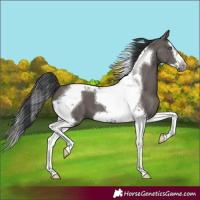 Horse Color:Grullo Splash Tobiano Frame 
