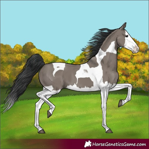 Horse Color:Grullo Splash Tobiano 