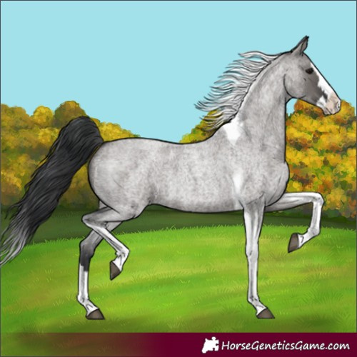 Horse Color:Grullo Roan Splash Tobiano 