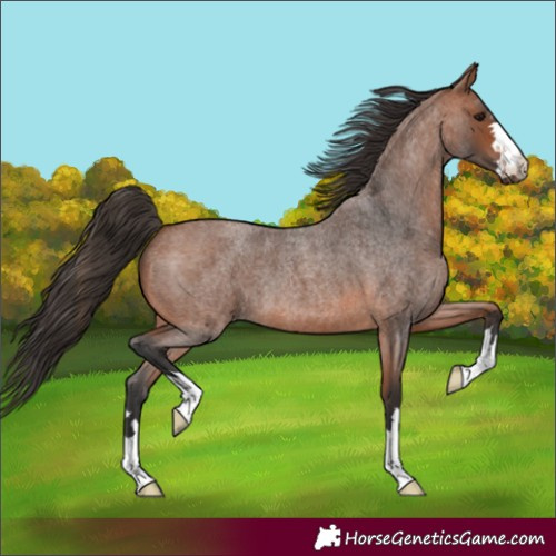Horse Color:Bay Roan 