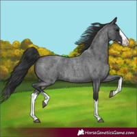 Horse Color:Blue Roan Splash