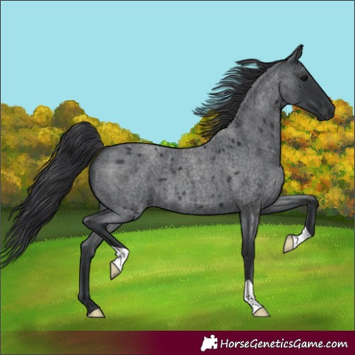 Horse Color:Blue Roan 