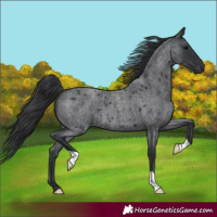 Horse Color:Blue Roan