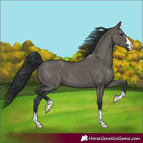 Horse Color:Grullo