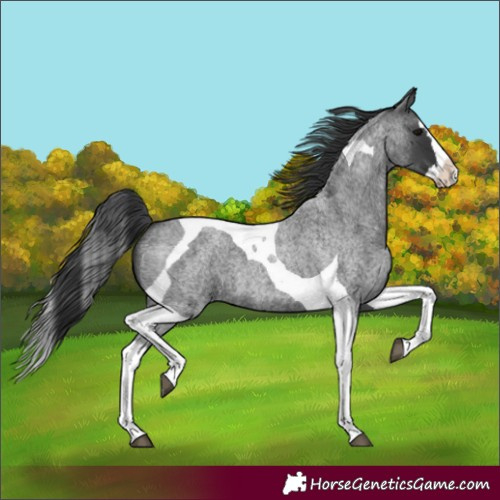 Horse Color:Blue Roan Splash Tobiano 