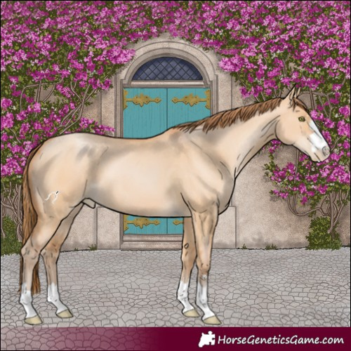 Horse Color:Bay Pearl Dun 