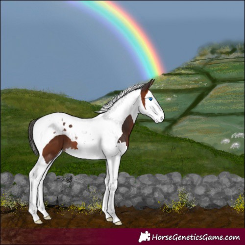 Horse Color:Bay Splash Tobiano 