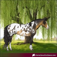 Horse Color:Buckskin Splash Appaloosa 