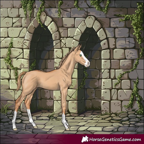Horse Color:Red Dun Splash 