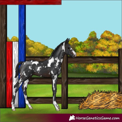 Horse Color:White Spotted Brown 