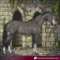 Horse Color:Grullo Rabicano