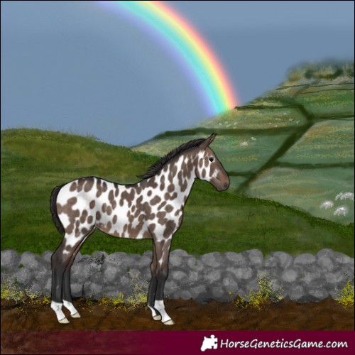 Horse Color:Brown Dun Near Leopard 