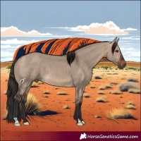 Horse Color:Bay Dun 