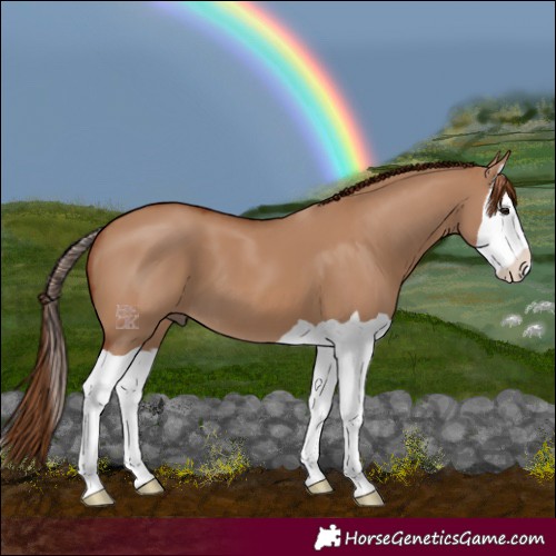Horse Color:Red Dun Splash 