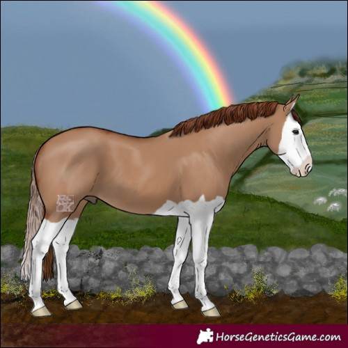 Horse Color:Red Dun Splash 