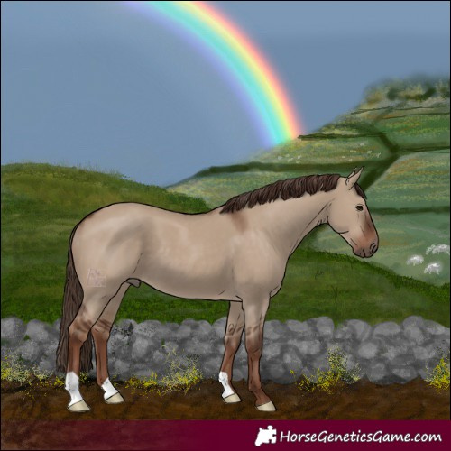Horse Color:Liver Red Dun 
