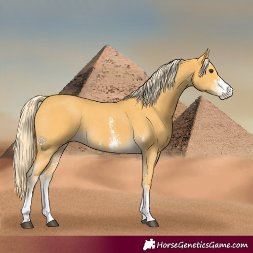 Horse Color:Palomino Sabino
