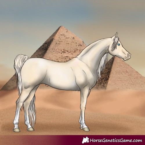 Horse Color:Palomino Pearl Dun Tobiano 