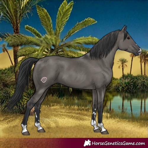 Horse Color:Grullo 