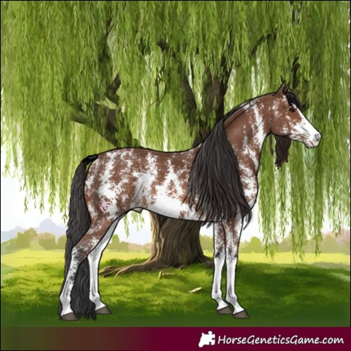 Horse Color:Brown Sabino Rabicano 