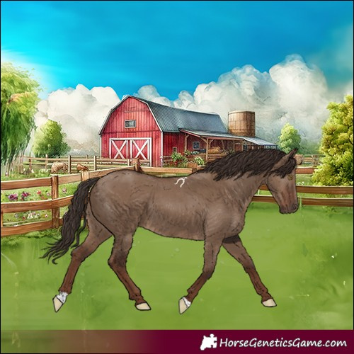 Horse Color:Liver Red Dun 