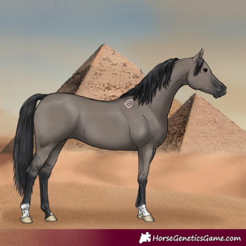 Horse Color:Grullo 