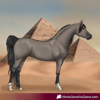 Horse Color:Grullo 