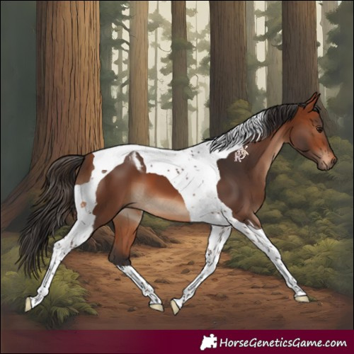 Horse Color:Bay Tobiano 