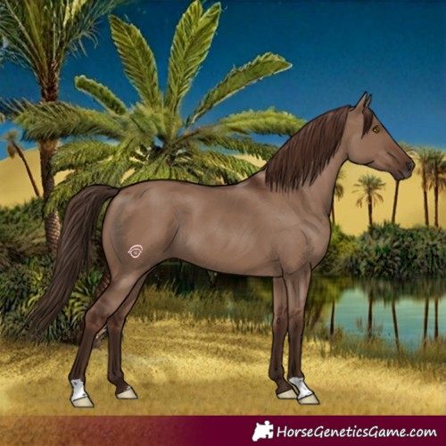 Horse Color:Liver Red Dun 