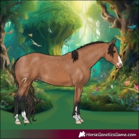 Horse Color:Bay Appaloosa 