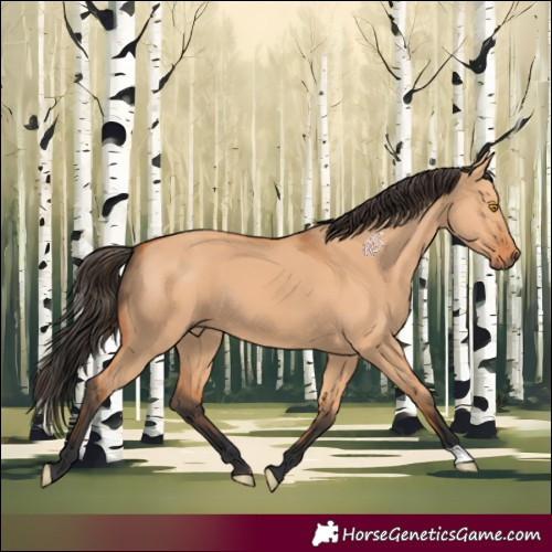 Horse Color:Bay Dun 