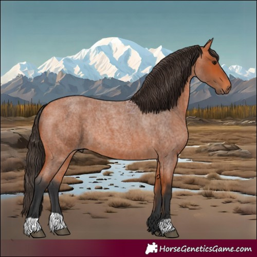 Horse Color:Bay Roan 