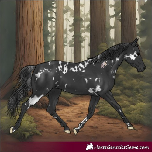 Horse Color:White Spotted Black 