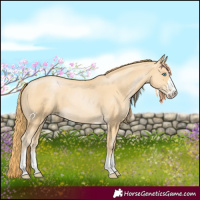 Horse Color:Buckskin Pearl 