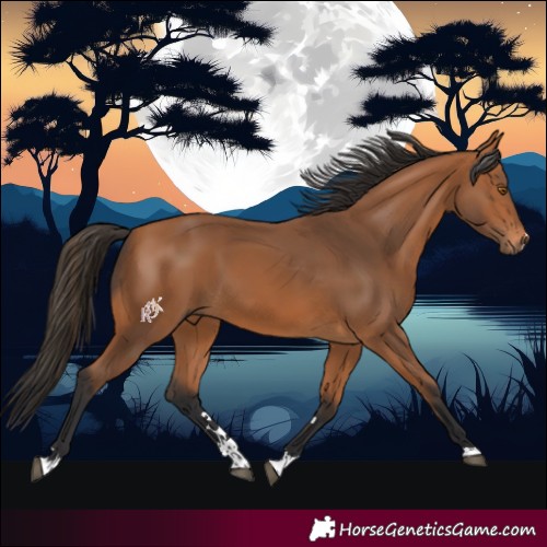 Horse Color:Bay 
