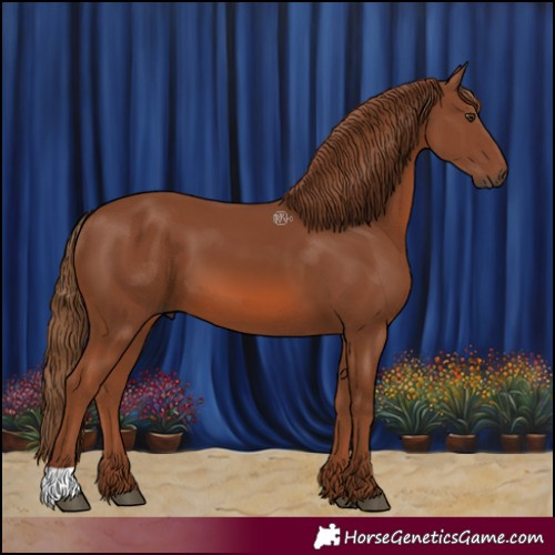 Horse Color:Chestnut 