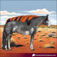 Horse Color:Black Sabino Appaloosa Rabicano 