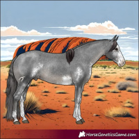 Horse Color:Black Sabino Appaloosa Rabicano 