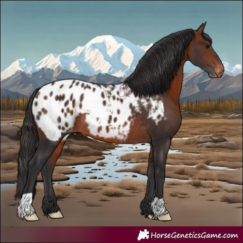 Horse Color:Bay Appaloosa Rabicano 