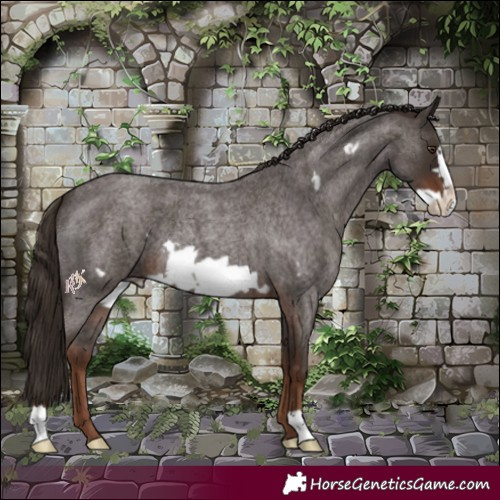 Horse Color:Liver Red Roan Frame 