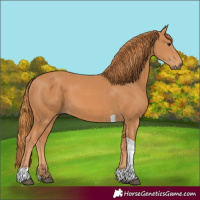Horse Color:Chestnut Tobiano
