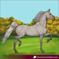 Horse Color:Silver Grullo Roan