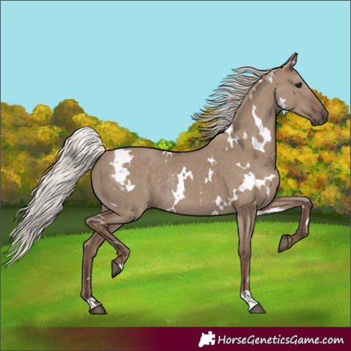Horse Color:White Spotted Silver Grullo Rabicano 